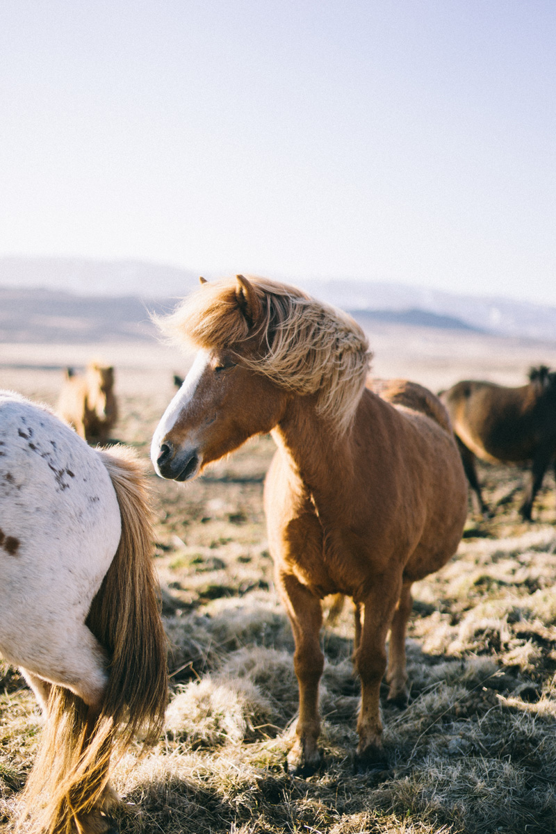 Icelandic Horses