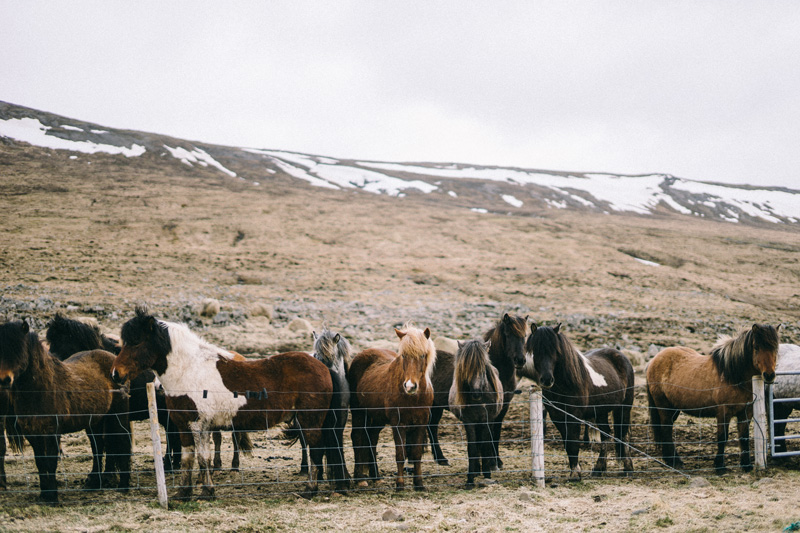 Icelandic Horses