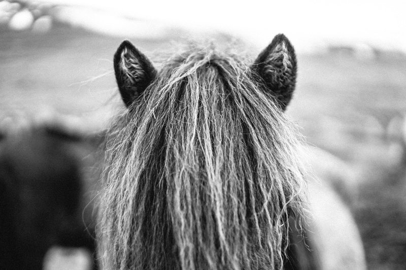 Icelandic horses