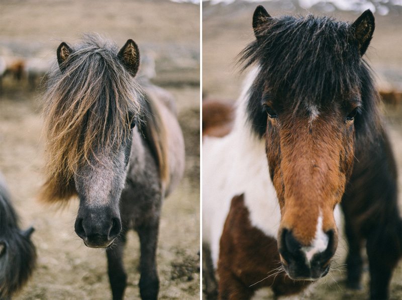 Icelandic horses