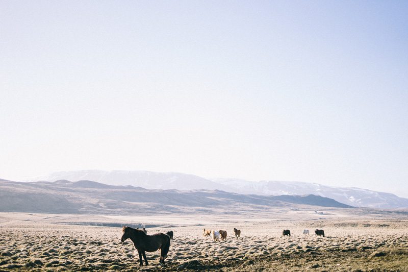 Icelandic Horses