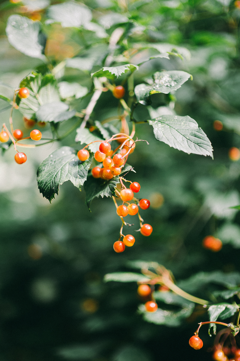 Camrose Hill Stillwater Fine Art Wedding