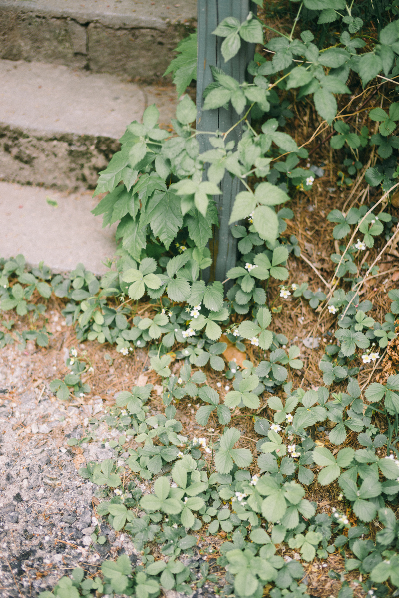 forest fairytale wedding migis lodge maine