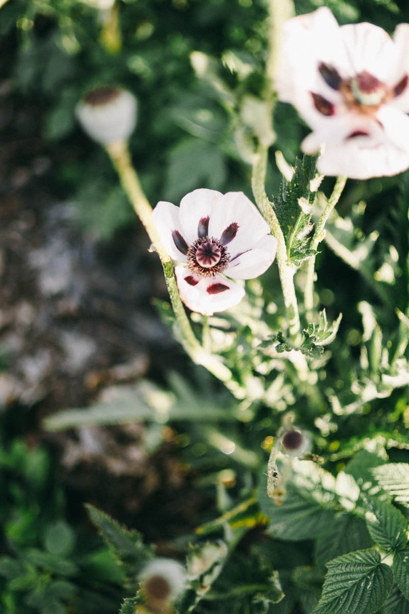 Broadturn Farm Scarborough Maine flower farm and wedding barn venue