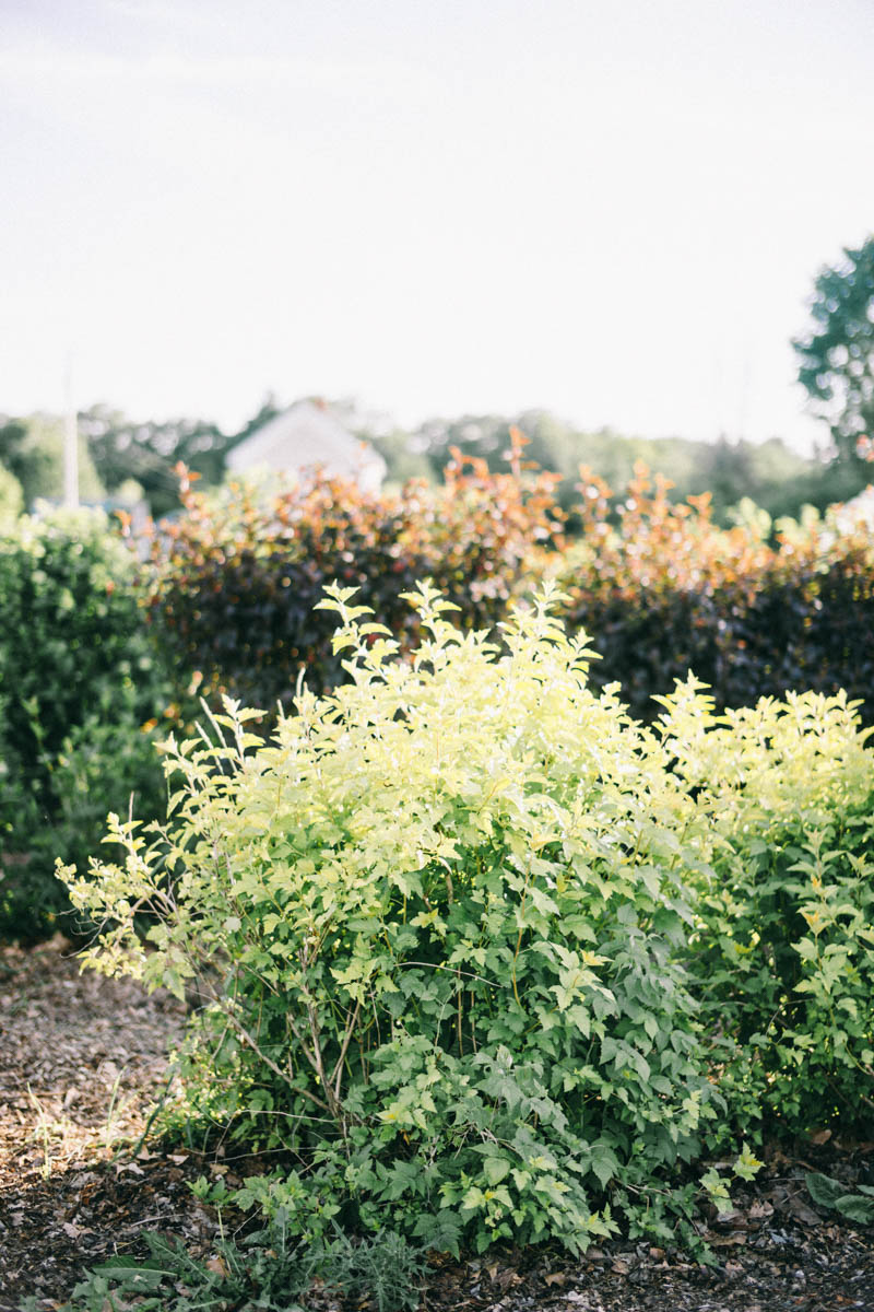 Broadturn Farm Scarborough Maine flower farm and wedding barn venue