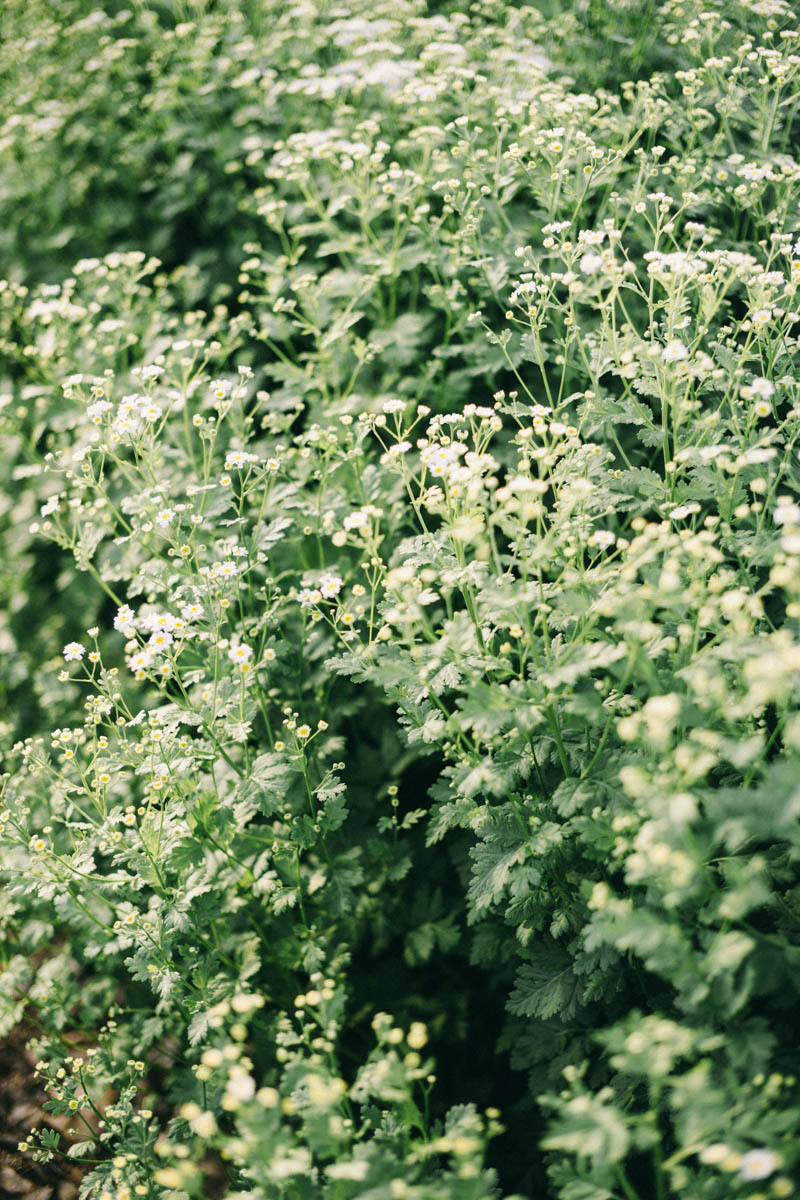 Broadturn Farm Scarborough Maine flower farm and wedding barn venue