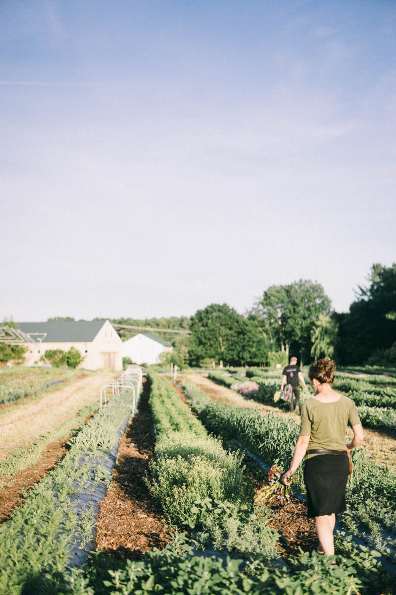 Broadturn Farm Scarborough Maine flower farm and wedding barn venue