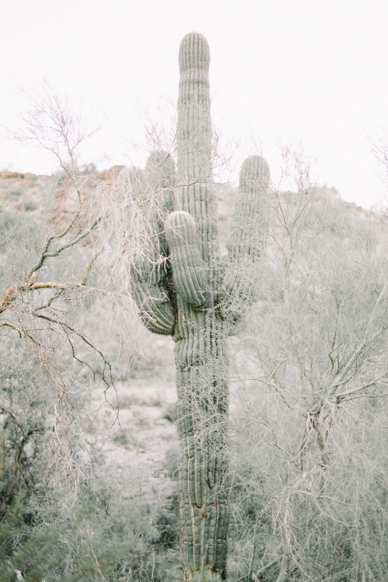 arizona desert