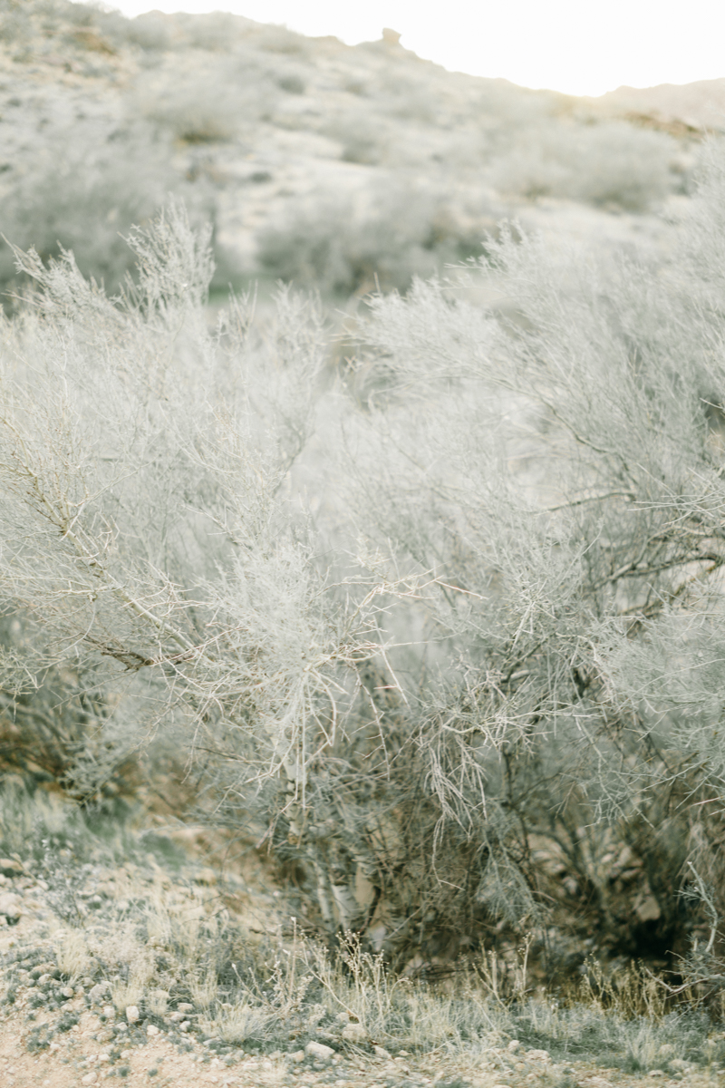 arizona desert