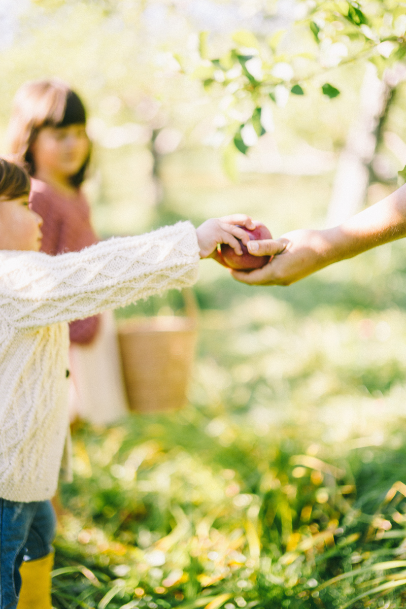 apple picking family portrait session maine