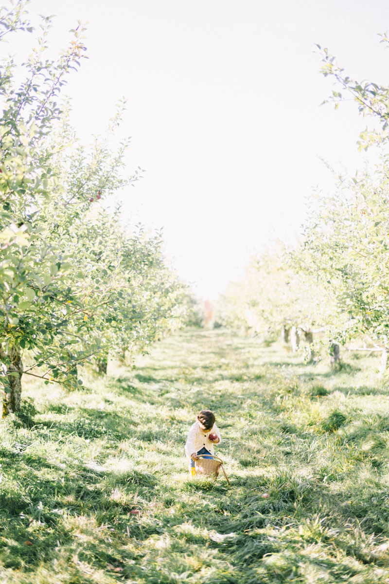 apple picking family portrait session maine