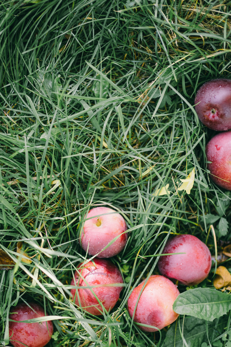 apple picking family portrait session maine