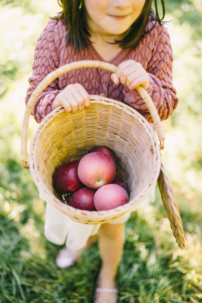 apple picking family portrait session maine