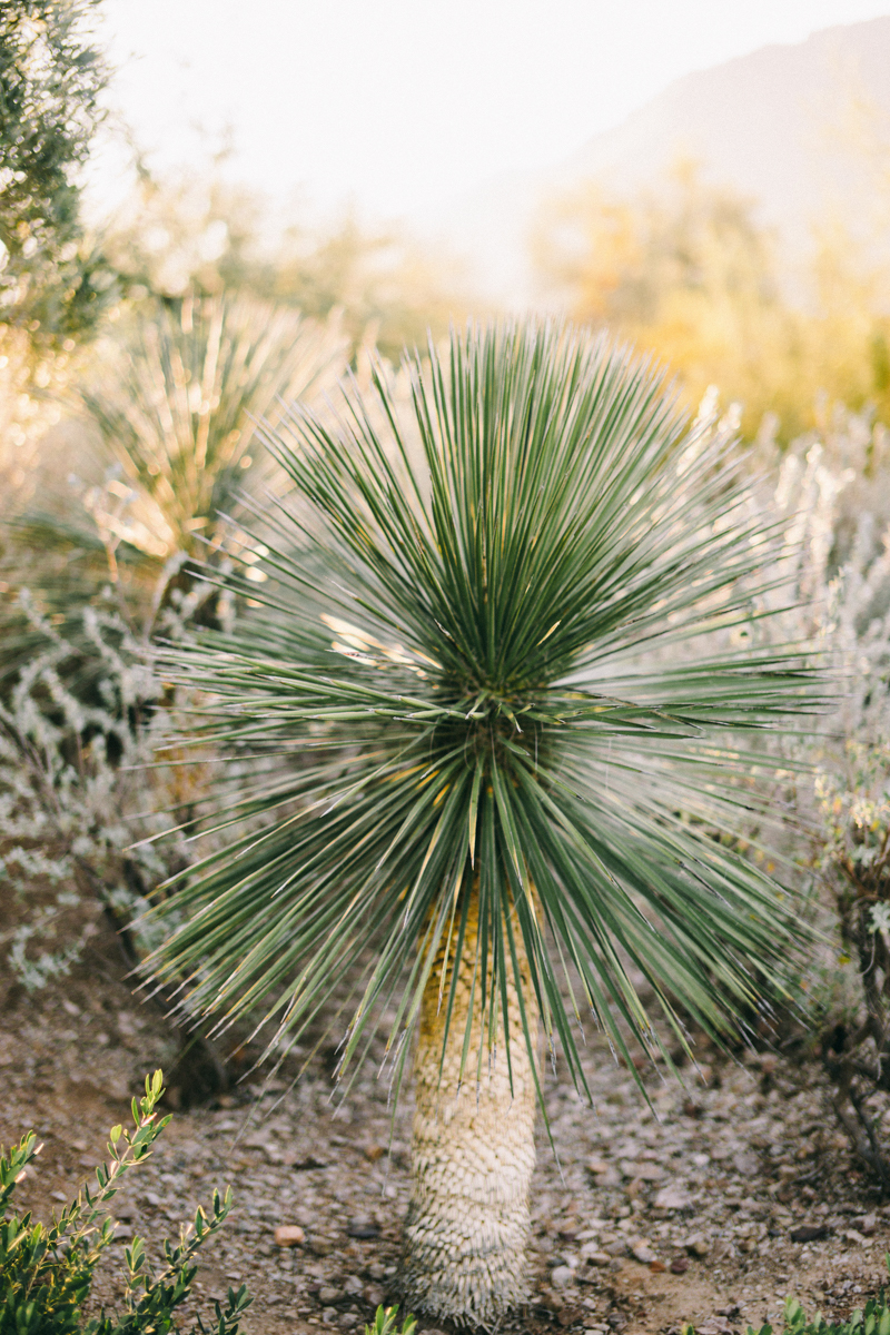 cactus at el chorro wedding venue