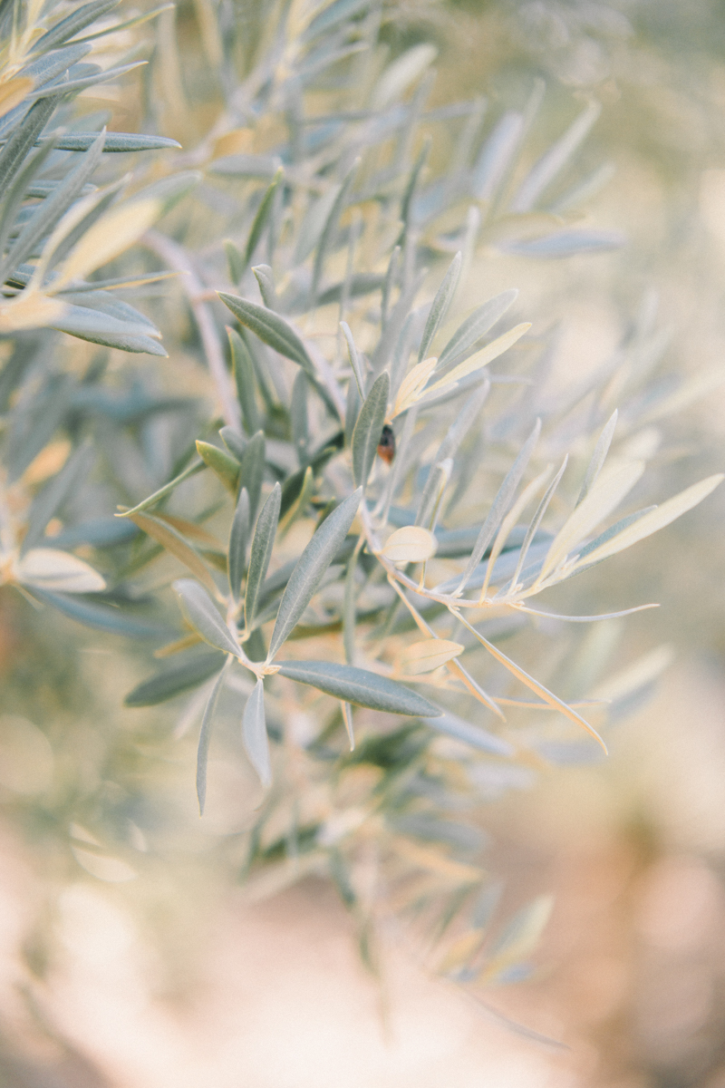 scottsdale wedding details