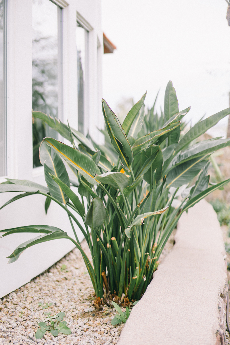 bird of paradise plant in phoenix arizona