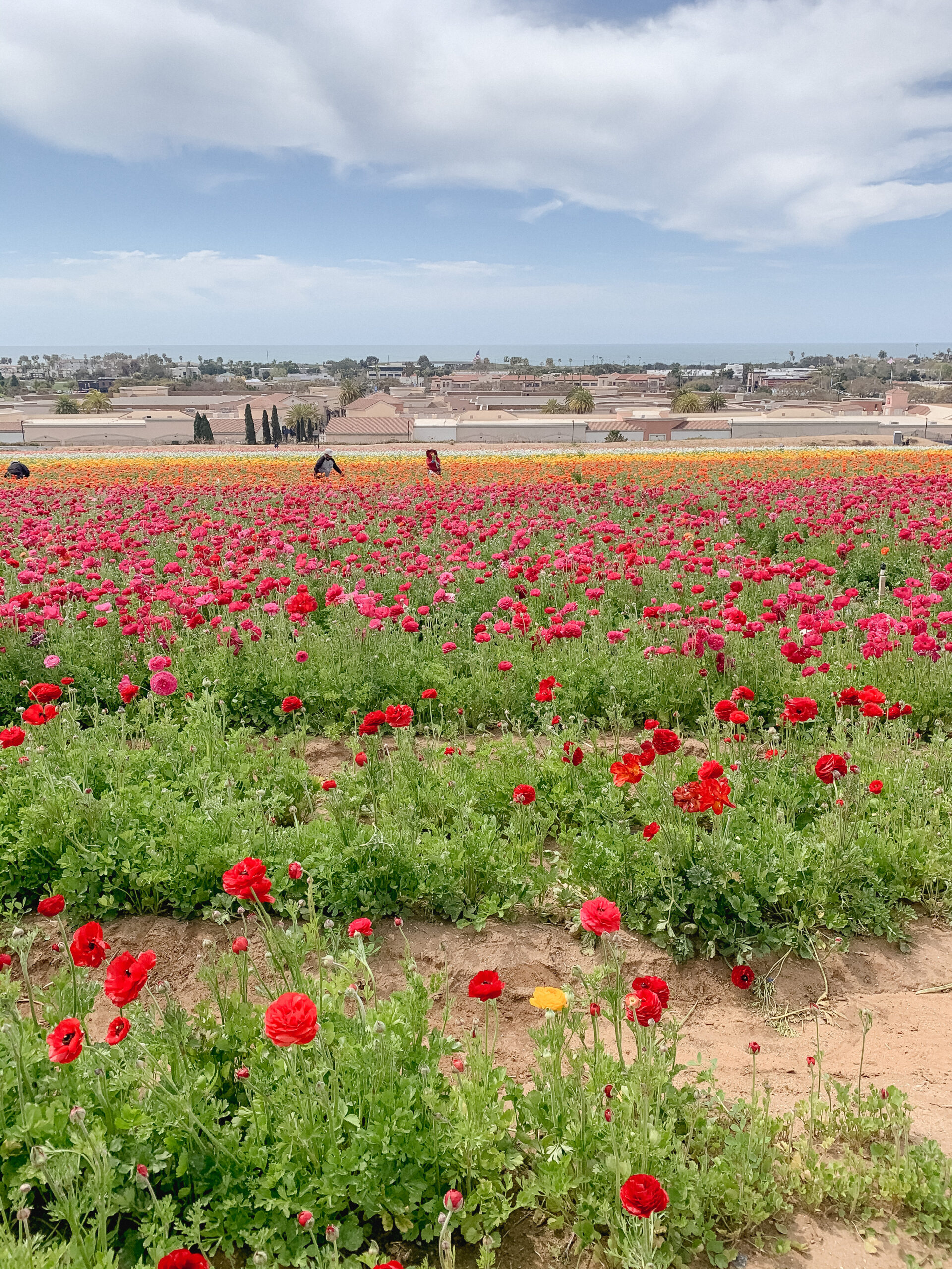 the flower fields carlsbad california