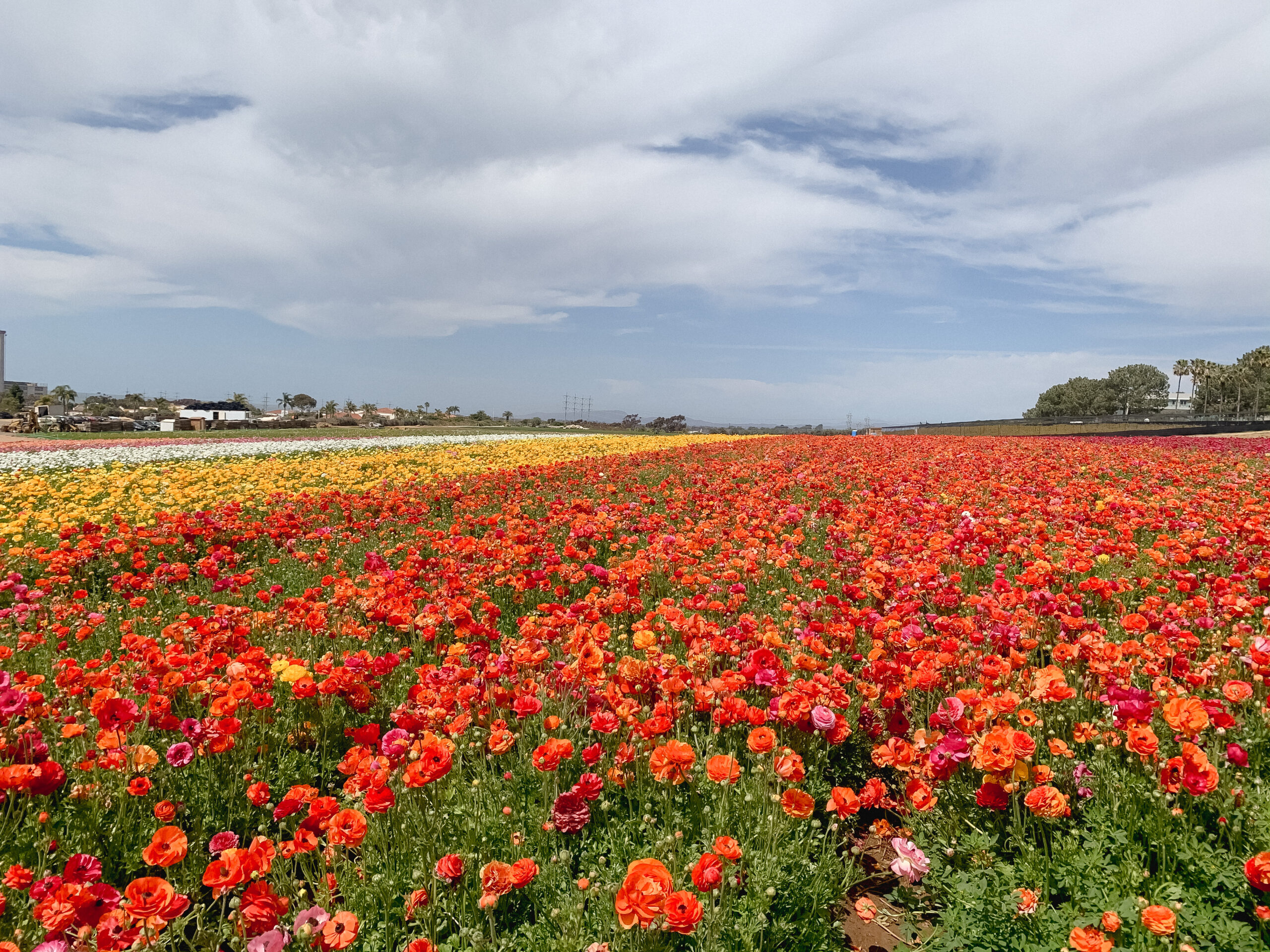 the flower fields carlsbad california