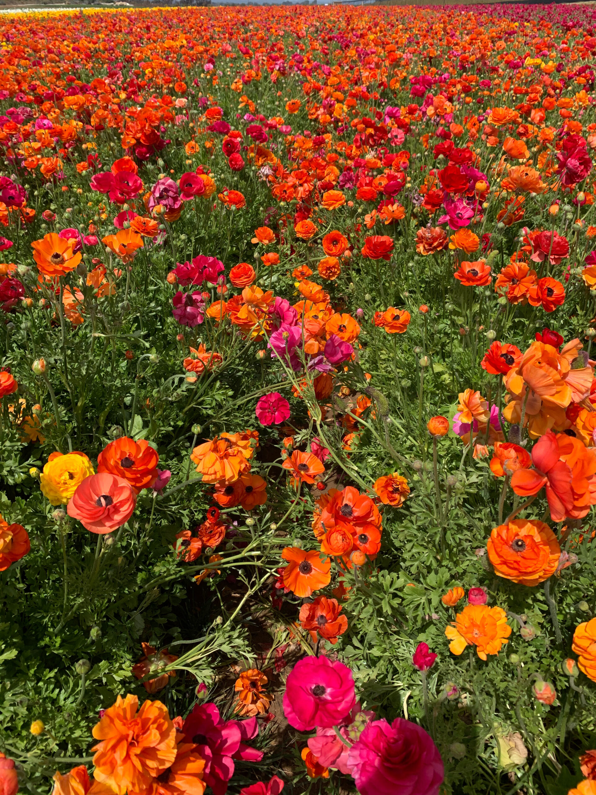 the flower fields carlsbad california