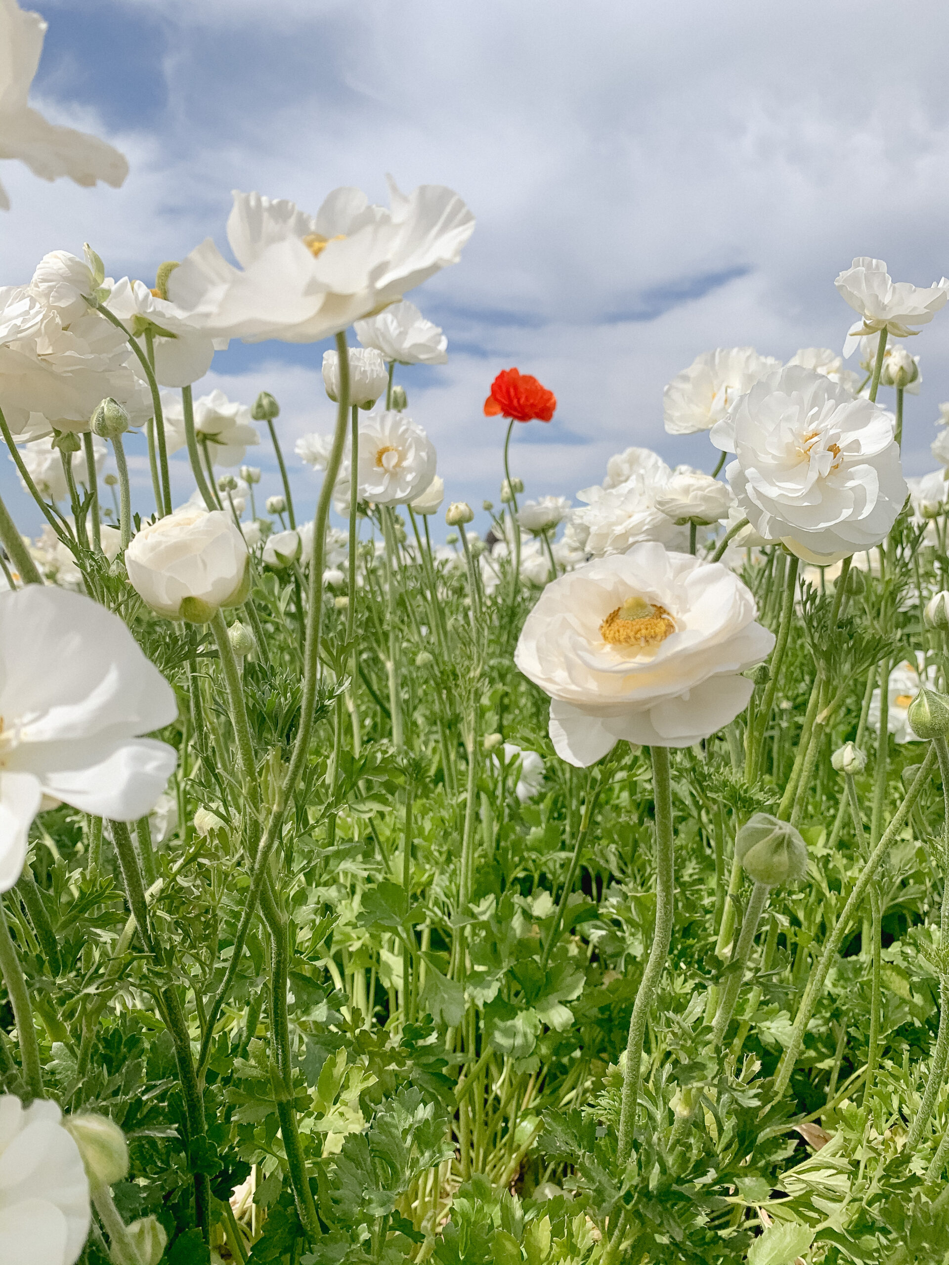 the flower fields carlsbad california