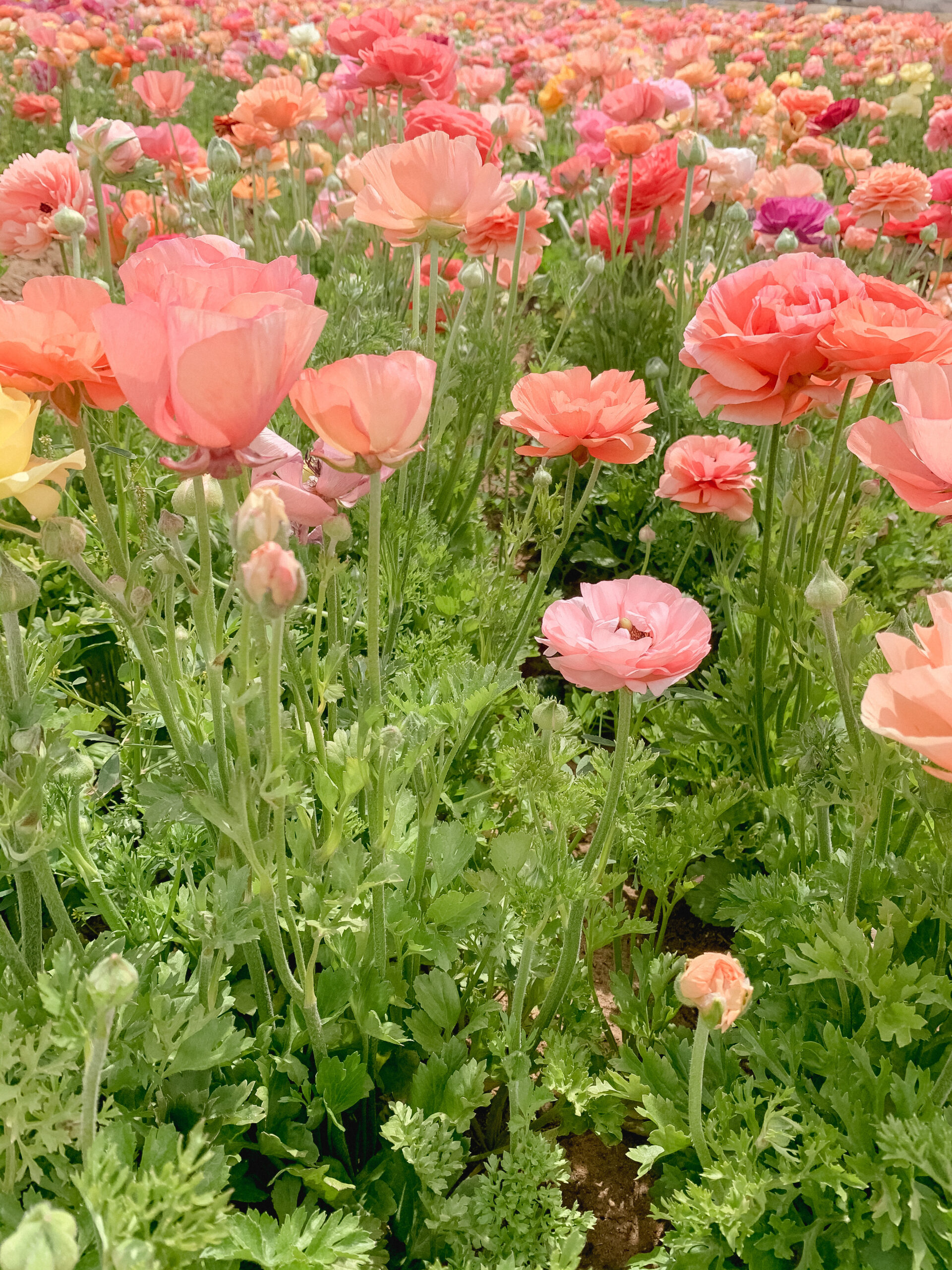 the flower fields carlsbad california