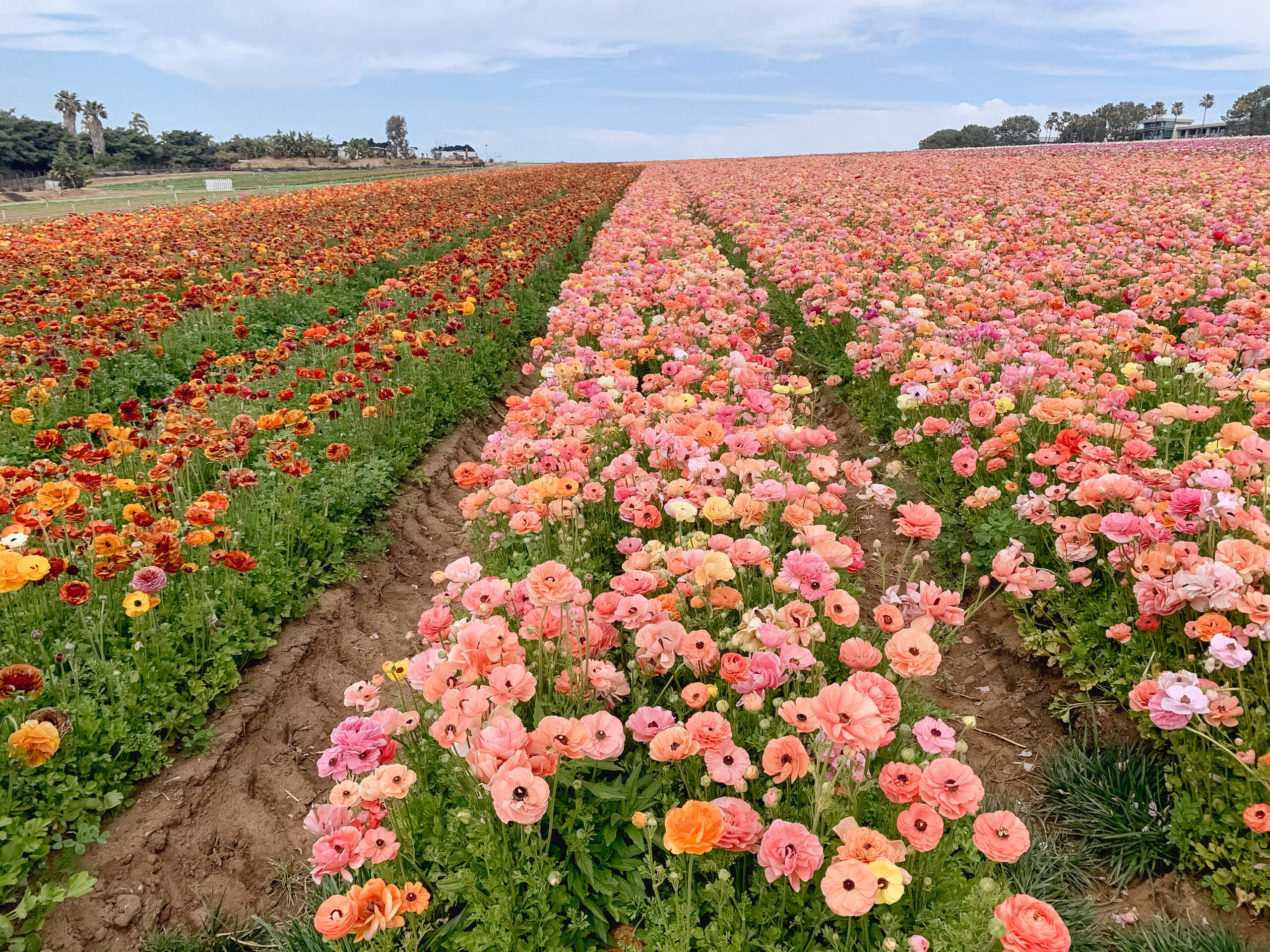 the flower fields carlsbad california