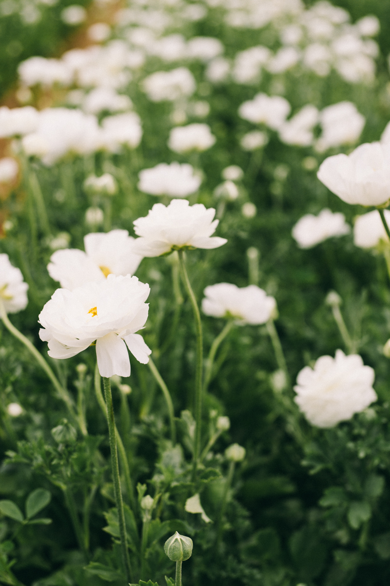 carlsbad flower farm