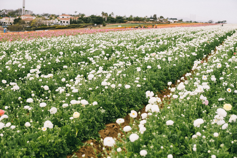 carlsbad flower farm