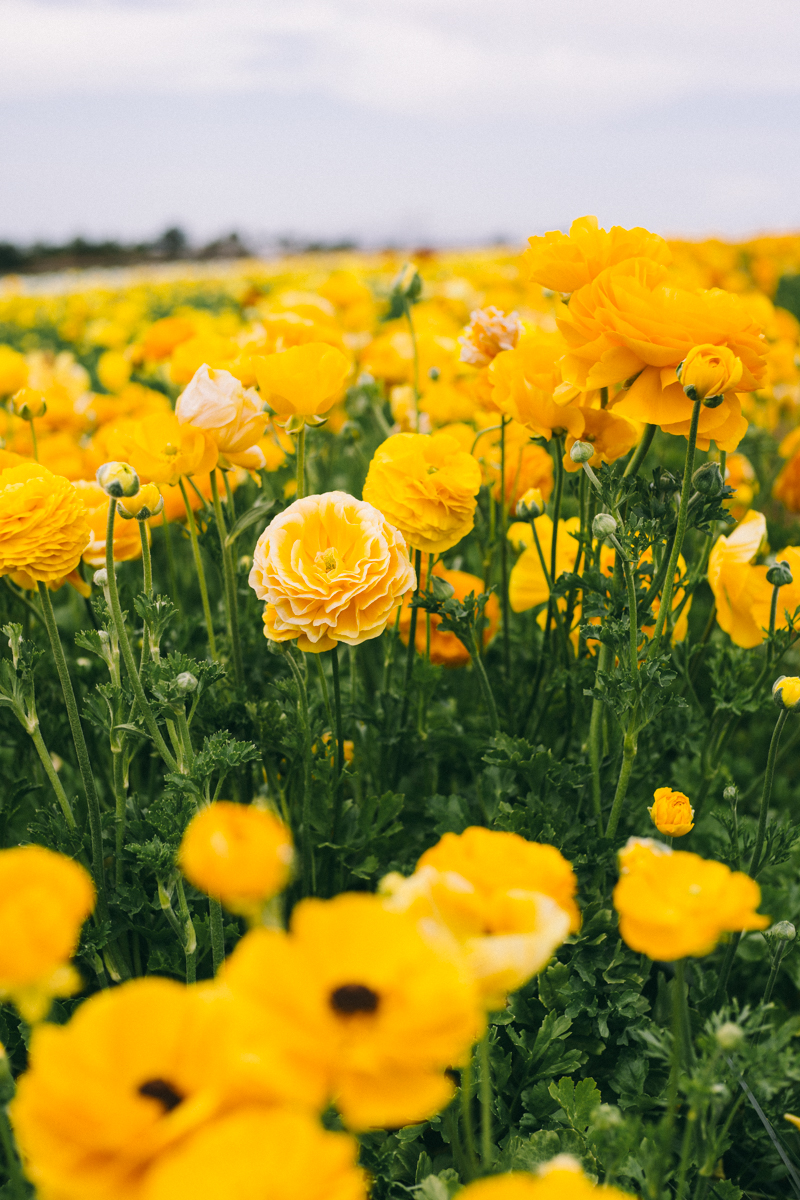 carlsbad flower farm