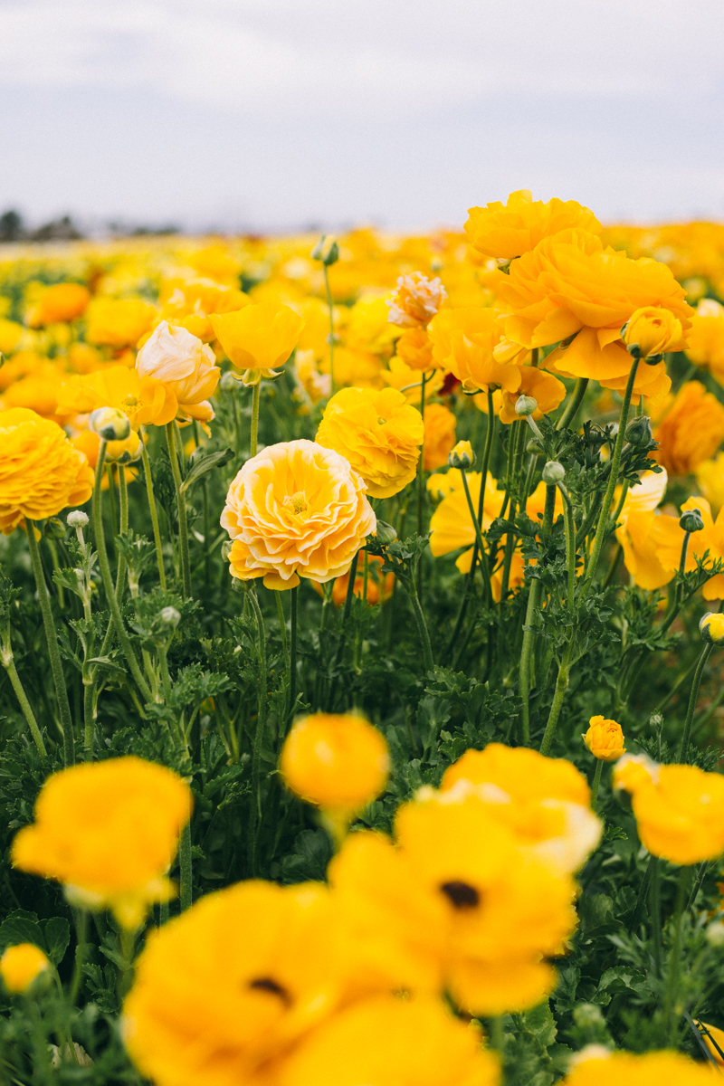 carlsbad flower fields california