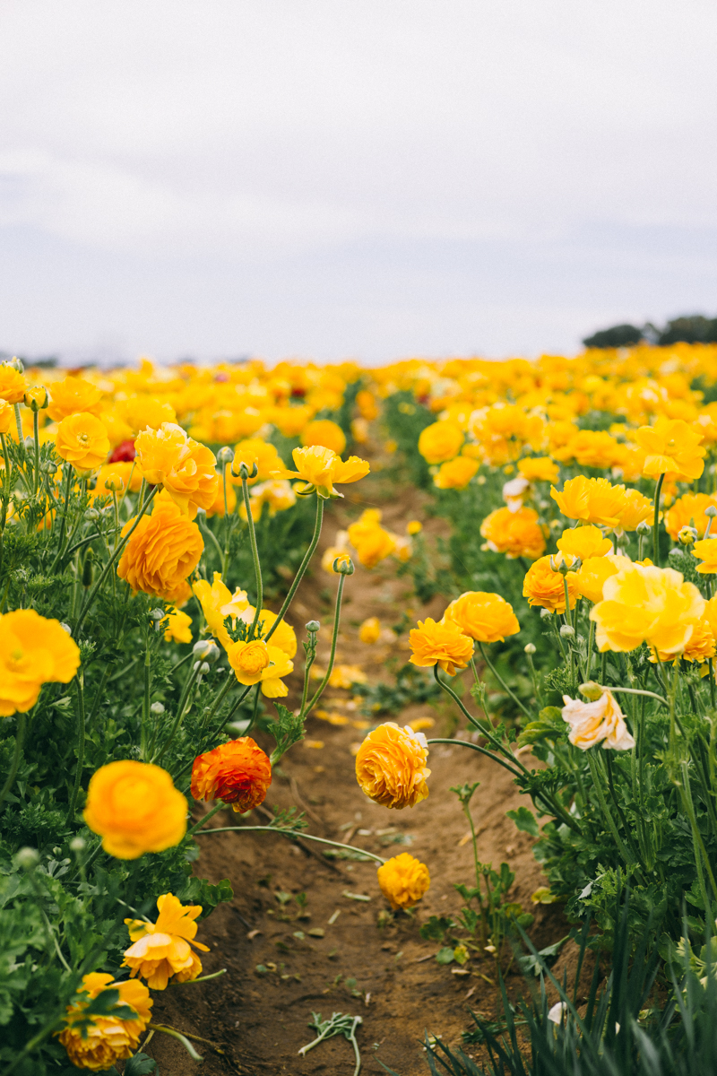 carlsbad flower fields california