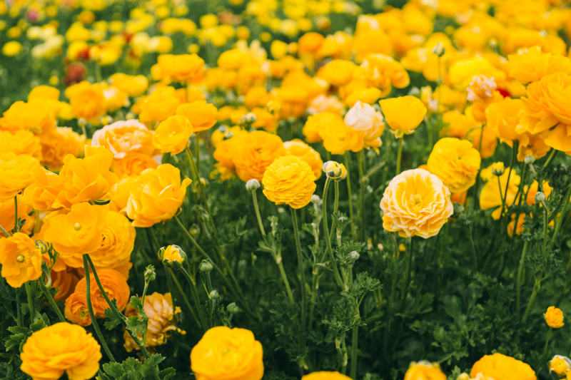 carlsbad flower fields california