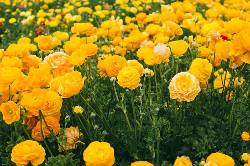 carlsbad flower fields california