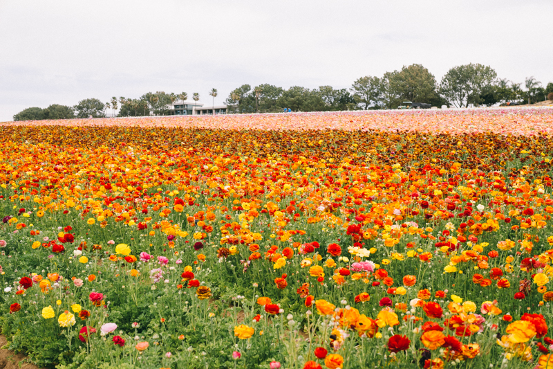 ranunculus flower farm