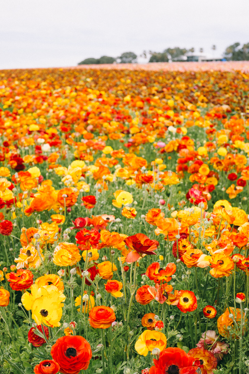 ranunculus flower farm