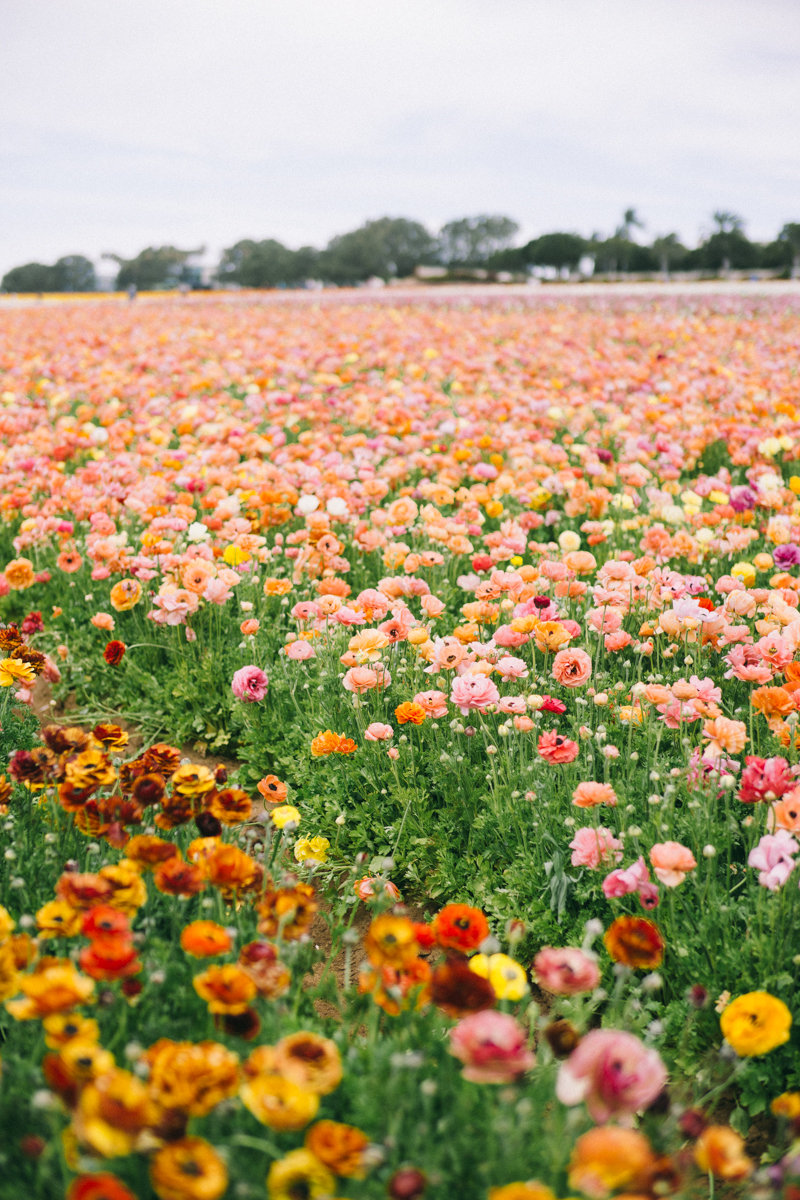 san diego flower farm