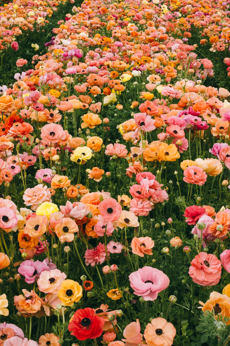 San Diego Flower Field | The Flower Fields Carlsbad California -