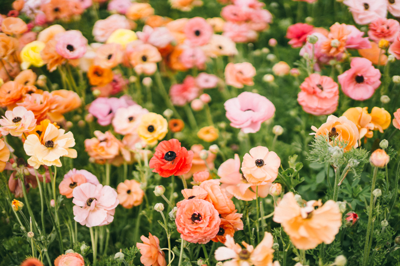 ranunculus flower farm california