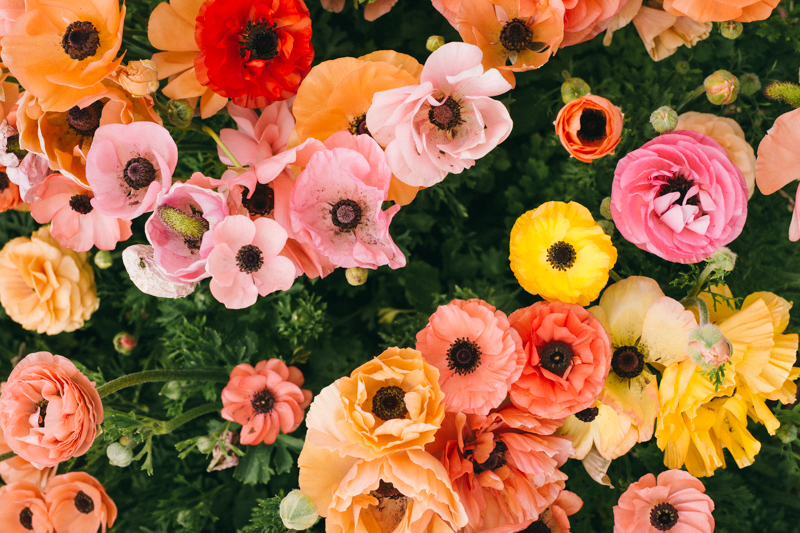 ranunculus flower farm california