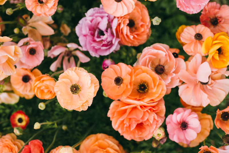 ranunculus flower farm california