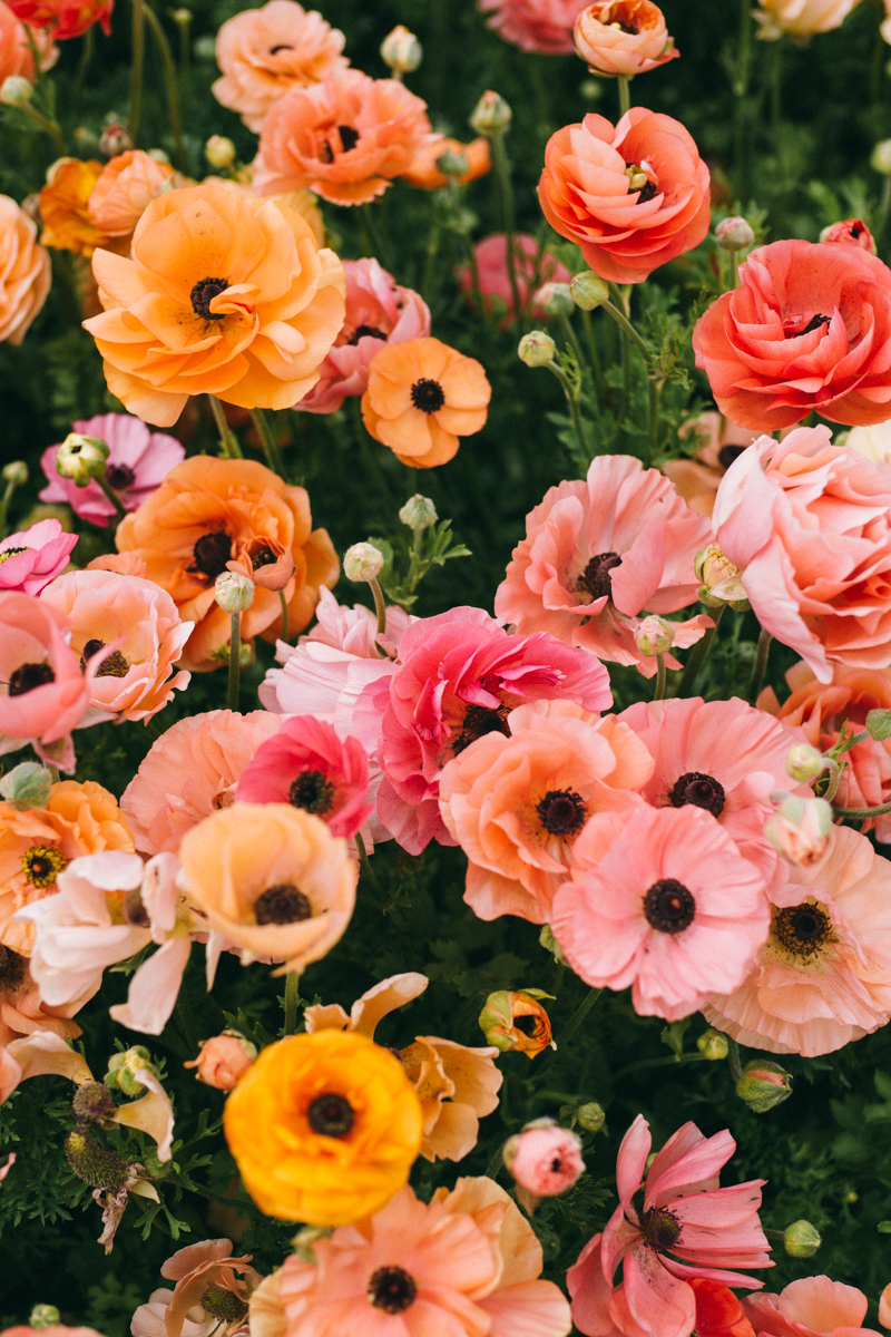 ranunculus flower farm california