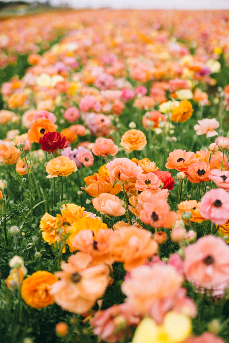 carlsbad flower farm