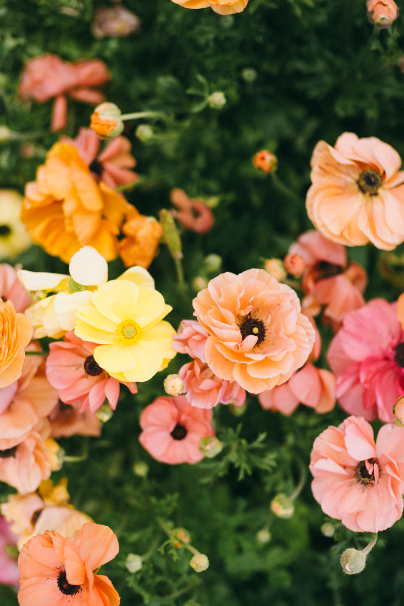 carlsbad flower farm