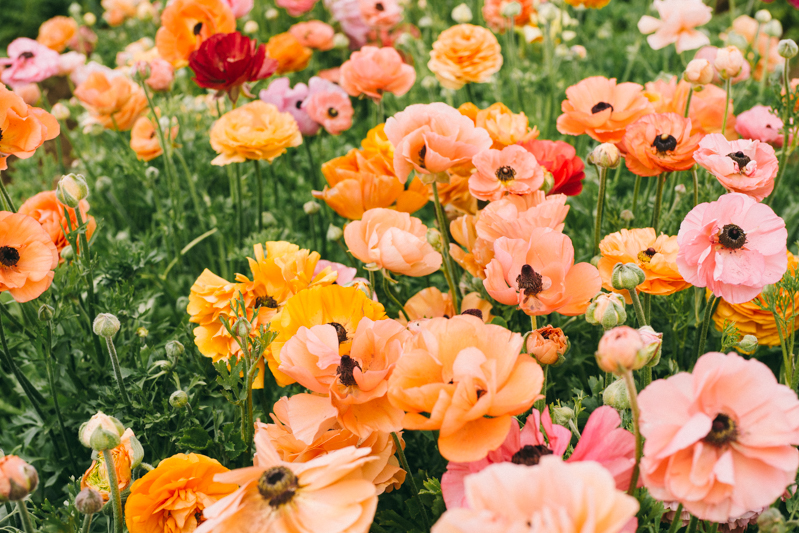 carlsbad flower farm