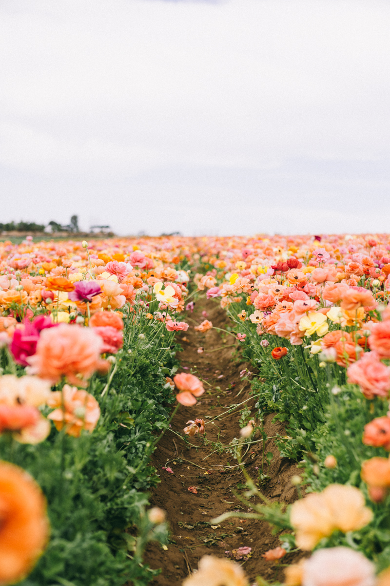 carlsbad flower farm