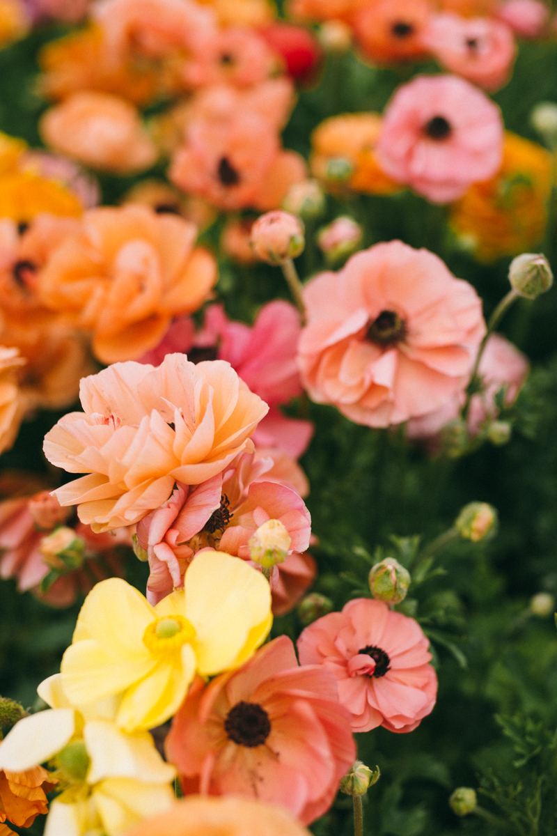 carlsbad flower farm