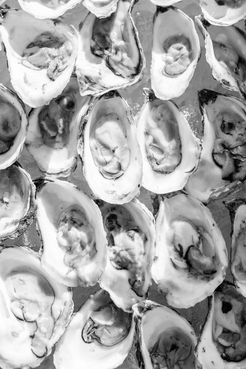 oysters