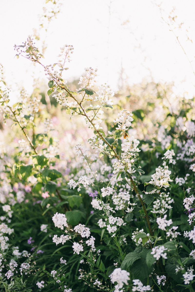 maine wild flowers