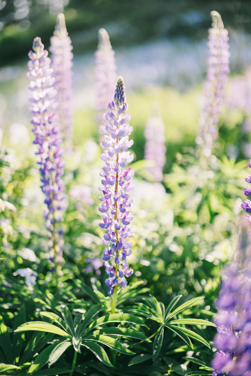 maine lupines