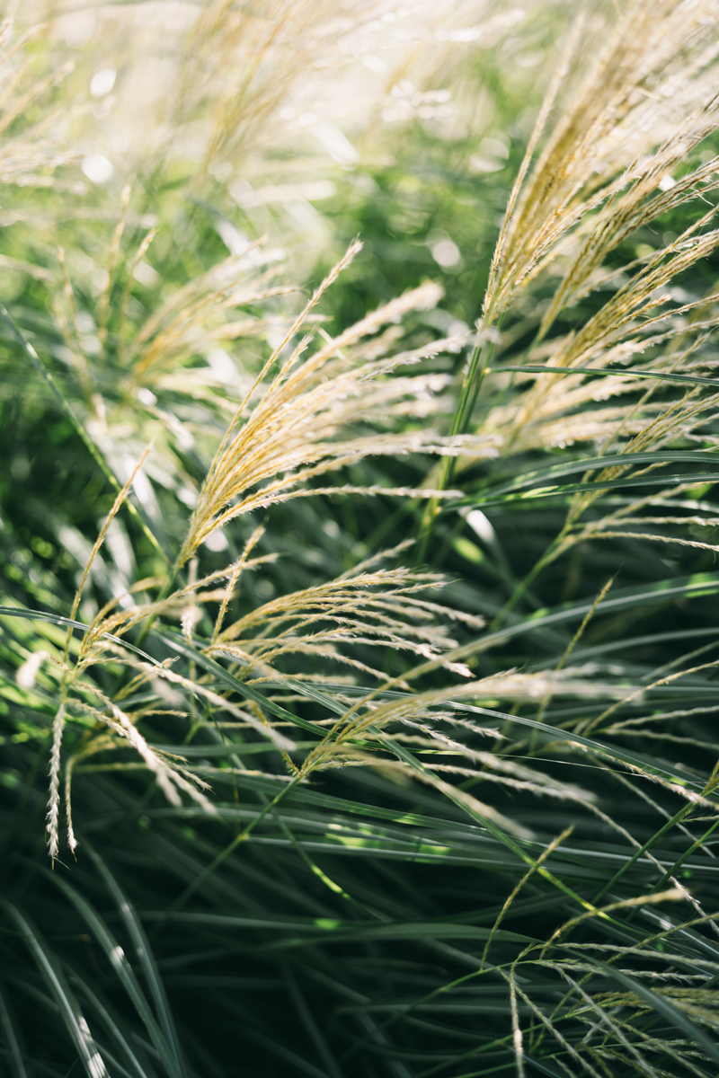Close up of greenery